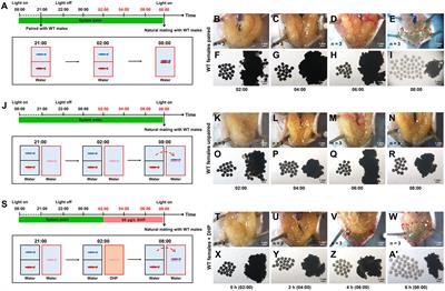 Effective “off-on” switch for fertility control in female zebrafish